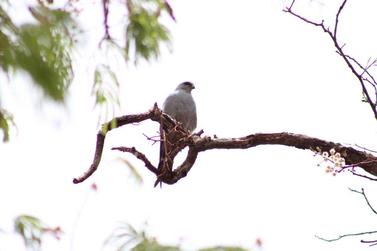 Plumbeous Kite - ML642599861