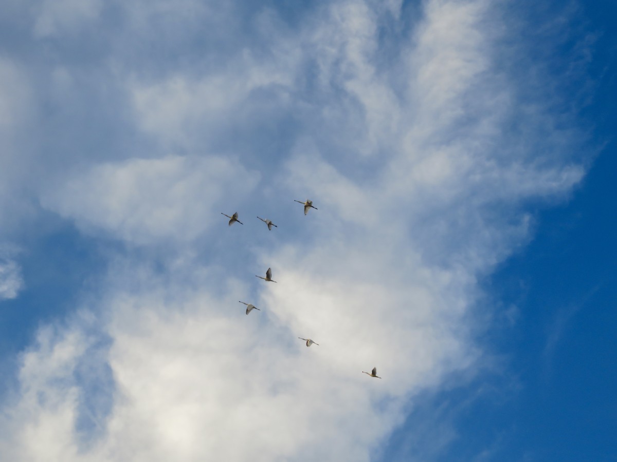 Eurasian Spoonbill - ML642599864