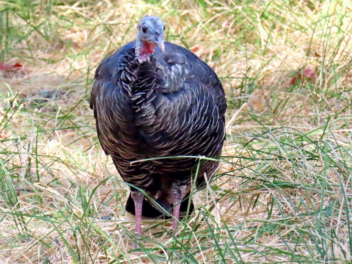 Wild Turkey - ML642599866