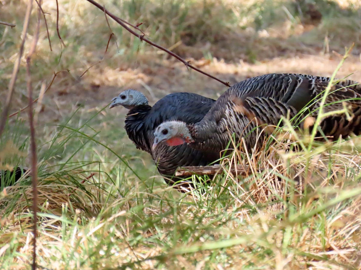 Wild Turkey - ML642599867
