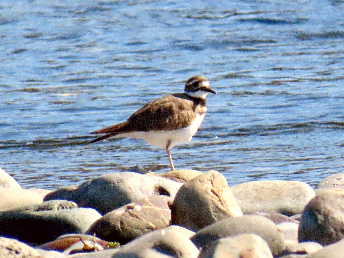Killdeer - ML642599900