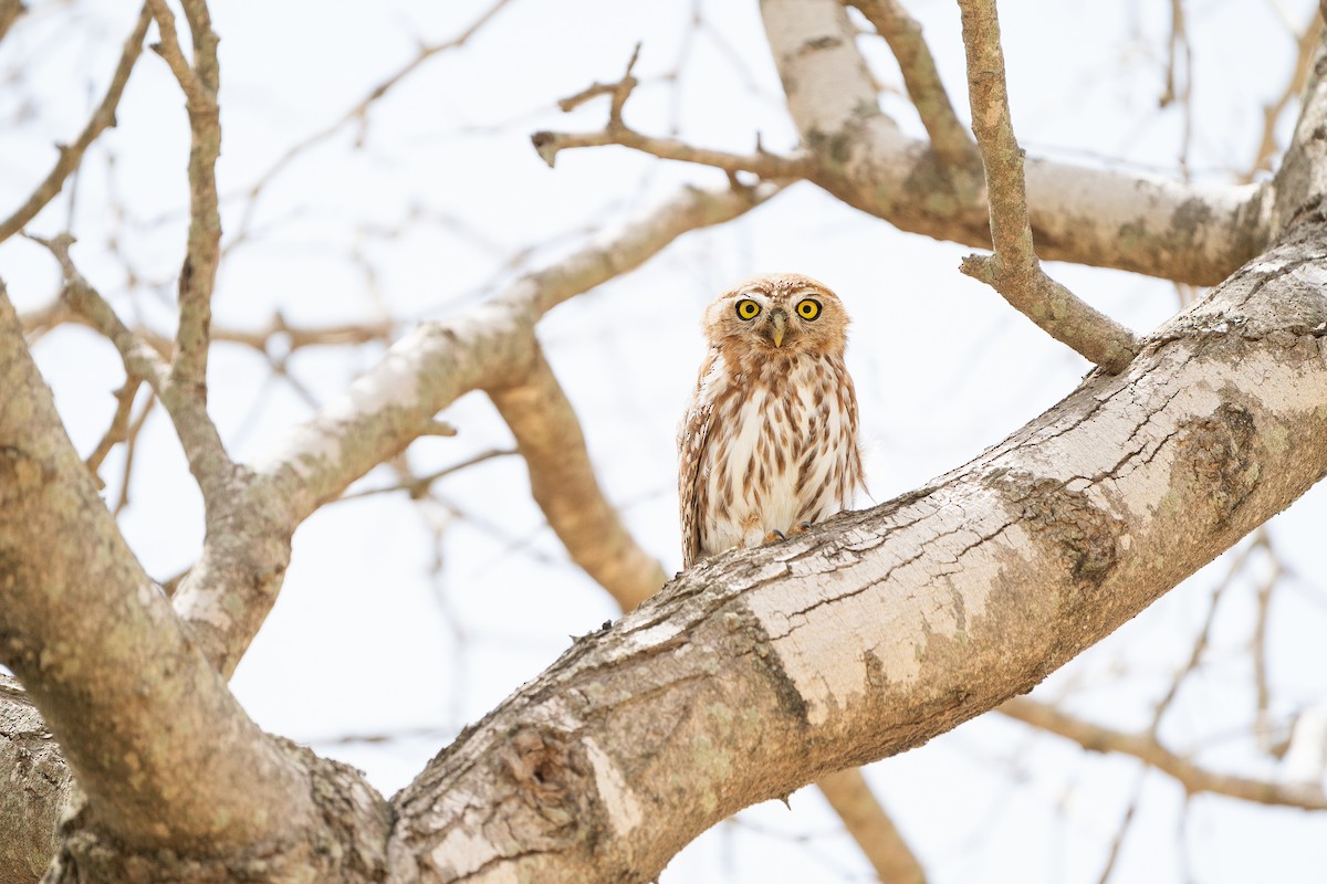 Pearl-spotted Owlet - ML642599903
