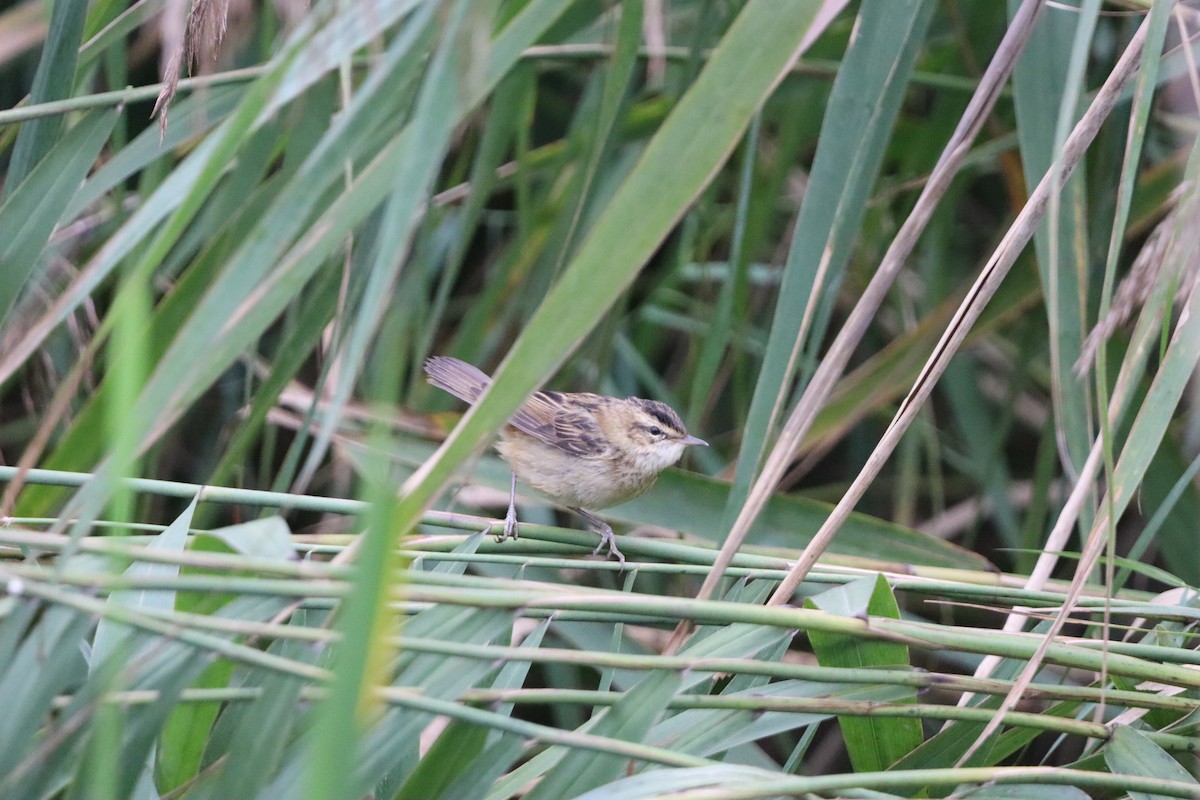 Sedge Warbler - ML642599905