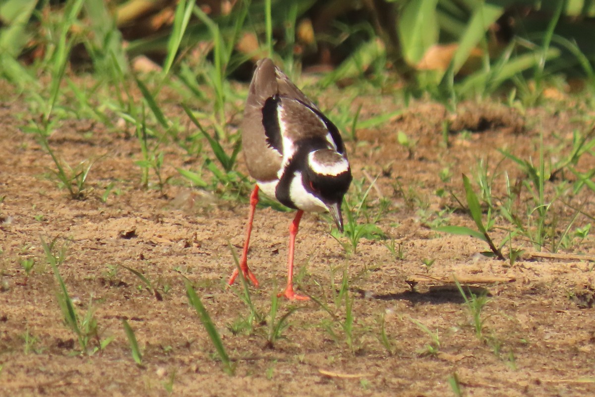 Pied Plover - ML642599909