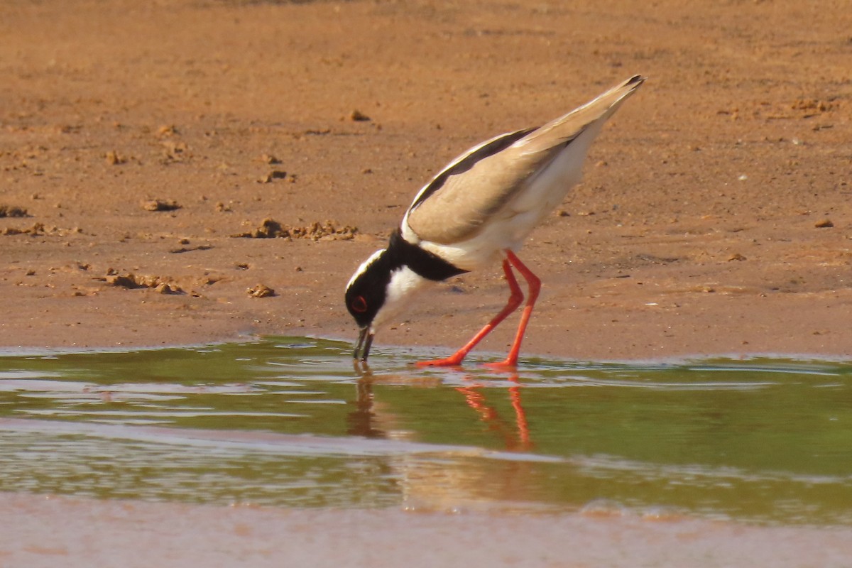 Pied Plover - ML642599910