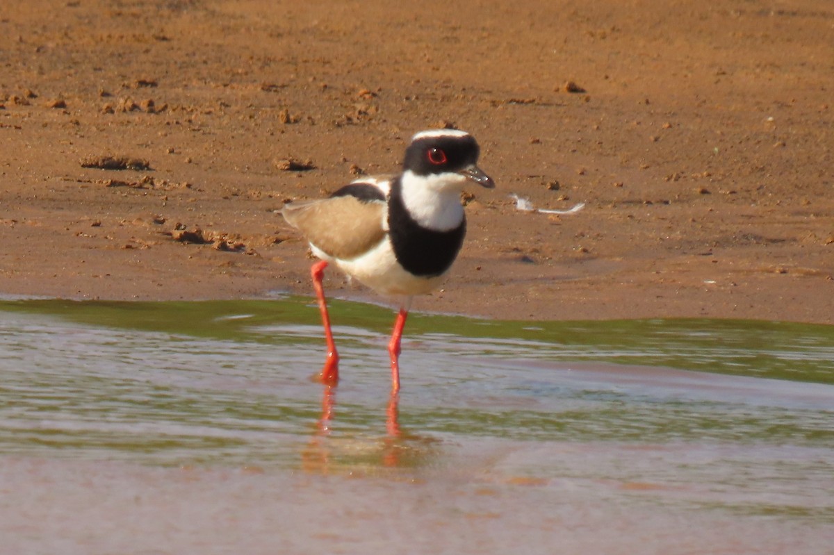 Pied Plover - ML642599912