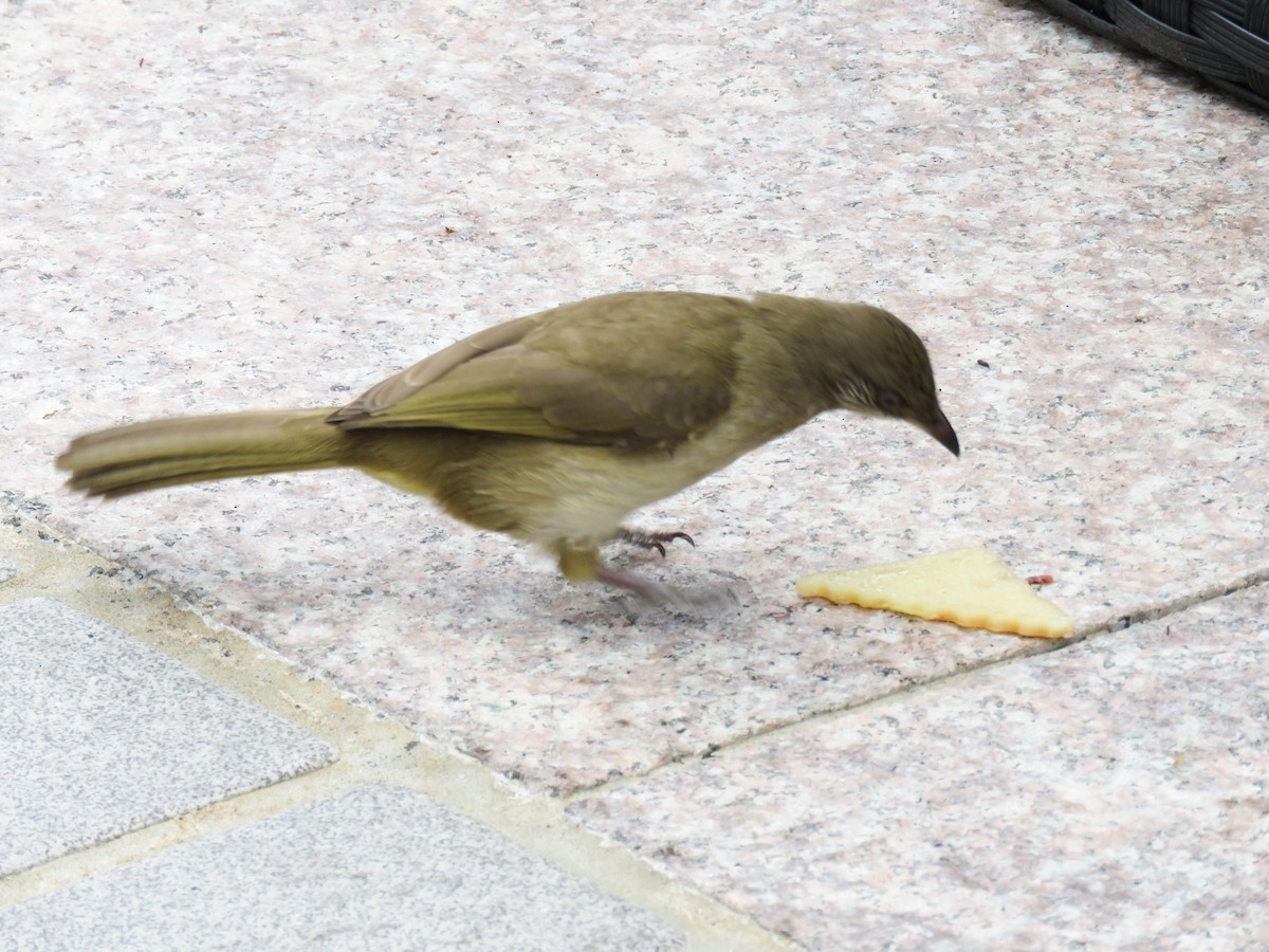 Bulbul de Conrad - ML642599918