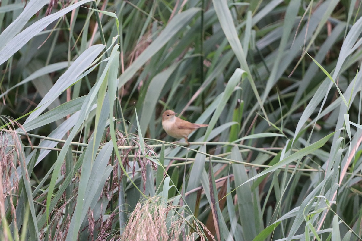 Common Reed Warbler - ML642599924