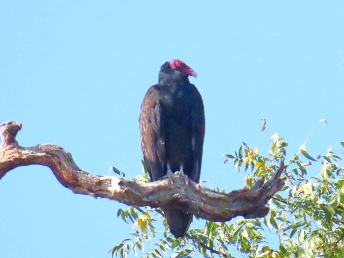Turkey Vulture - ML642599931