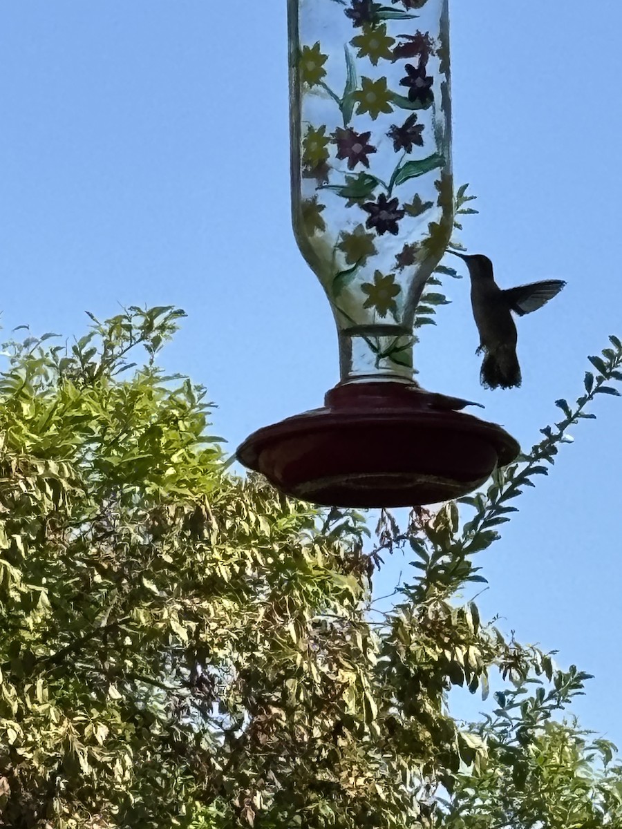 Colibri à gorge rubis - ML642599938
