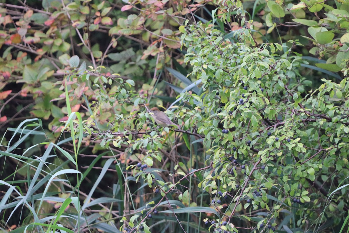 Eurasian Blackcap - ML642599951