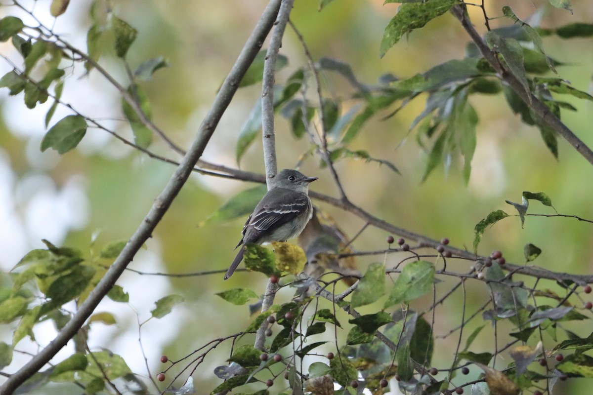 Eastern Wood-Pewee - ML642599953