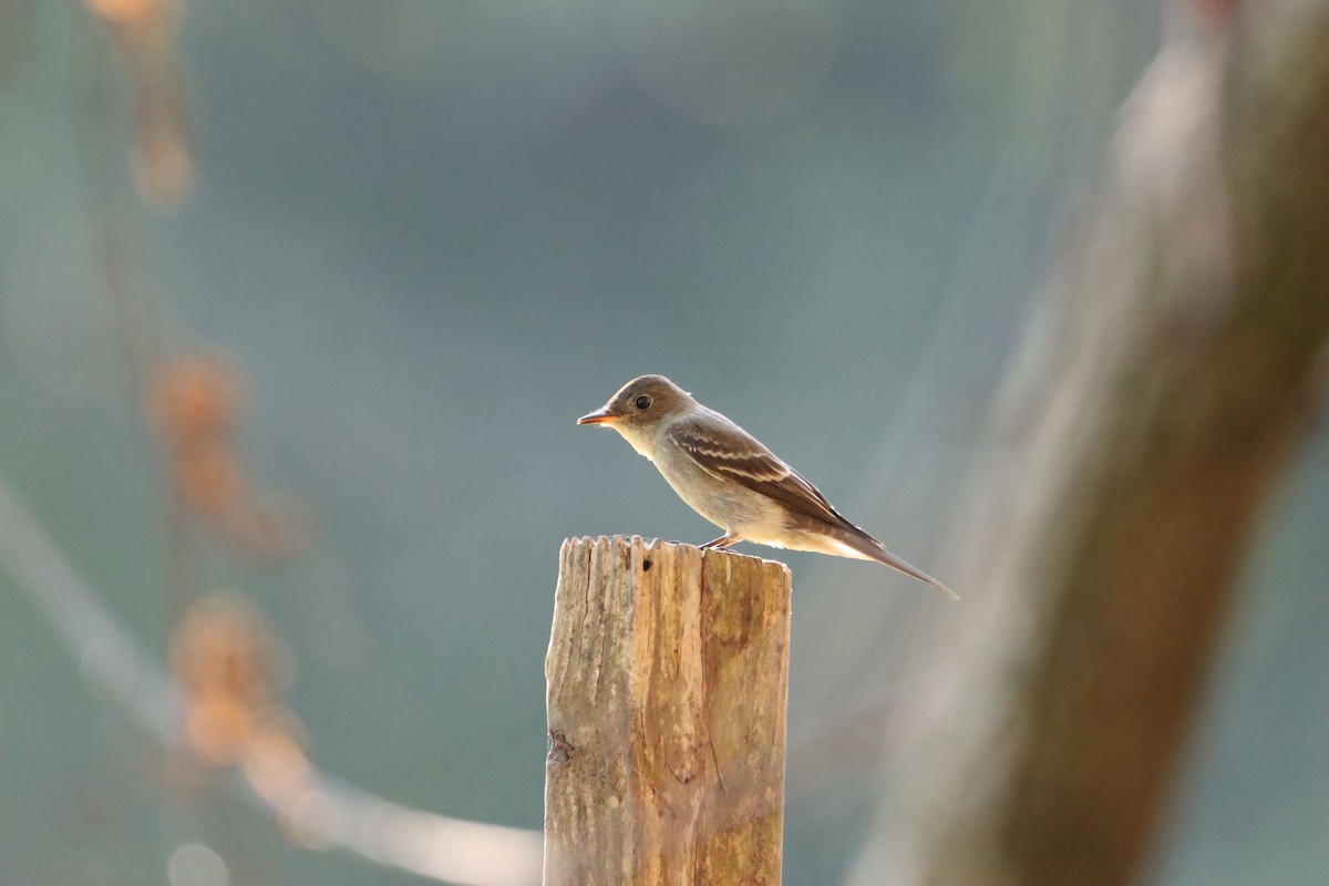 Eastern Wood-Pewee - ML642599954