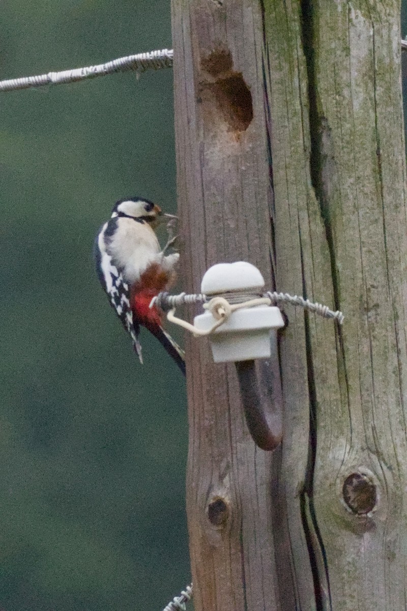 Great Spotted Woodpecker - ML642599991