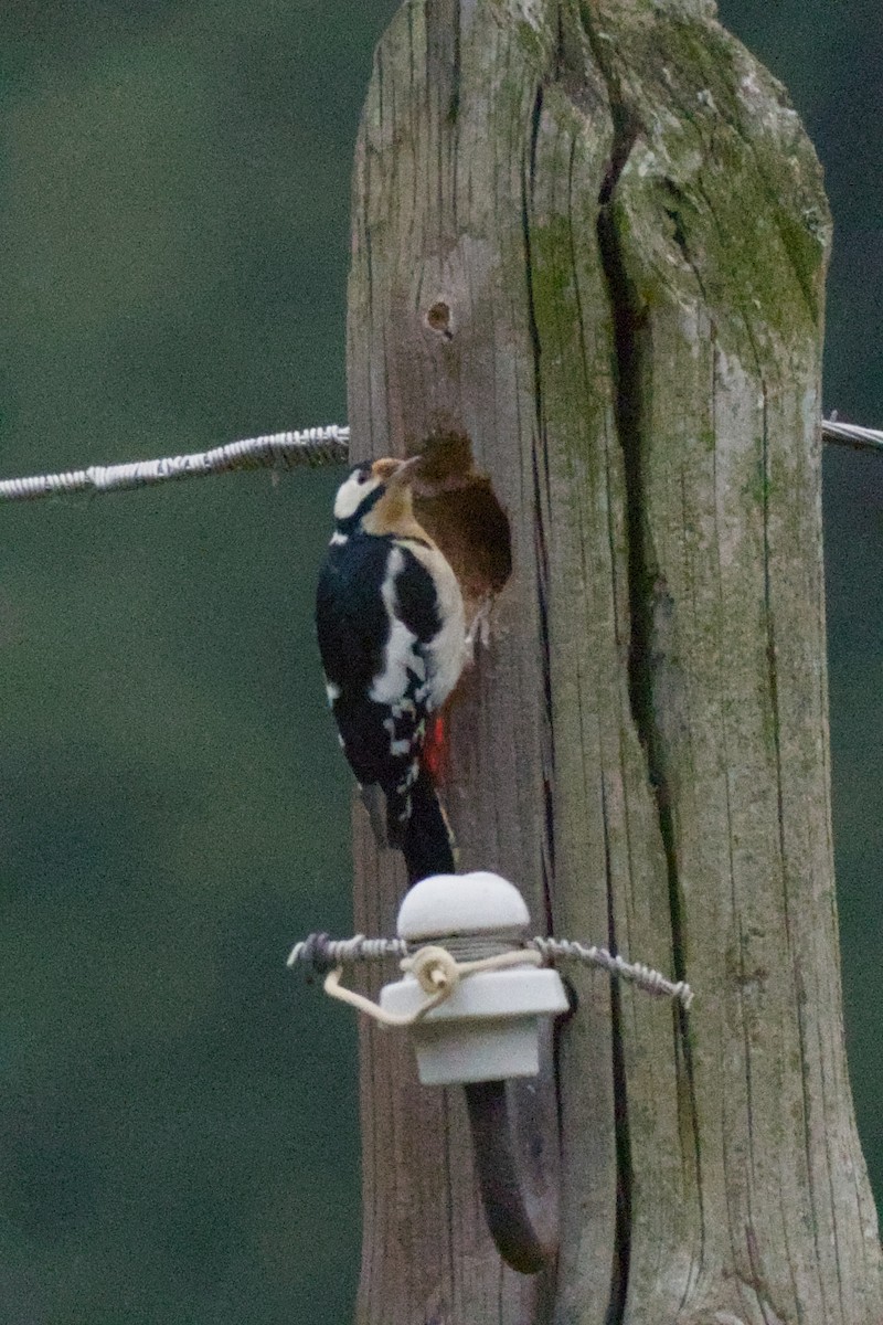 Great Spotted Woodpecker - ML642599992