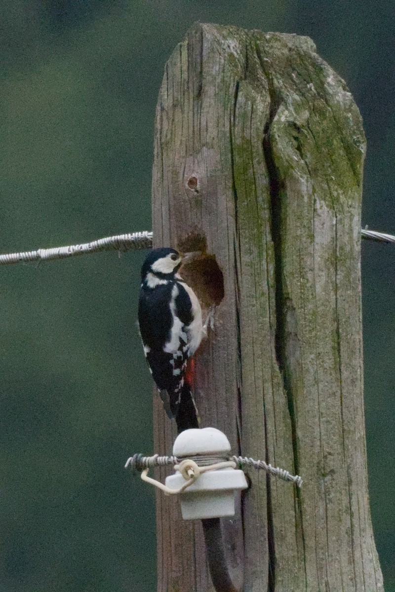Great Spotted Woodpecker - ML642599993