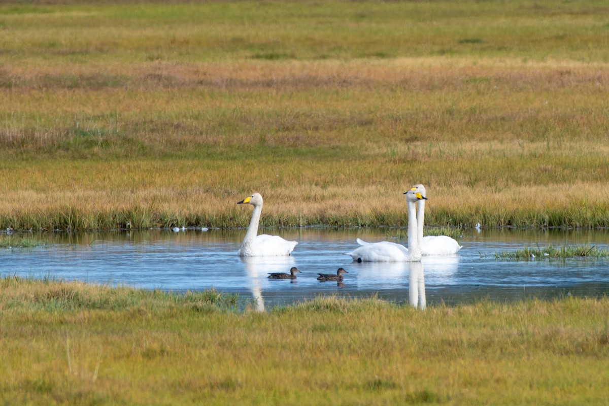 Cygne chanteur - ML642599994