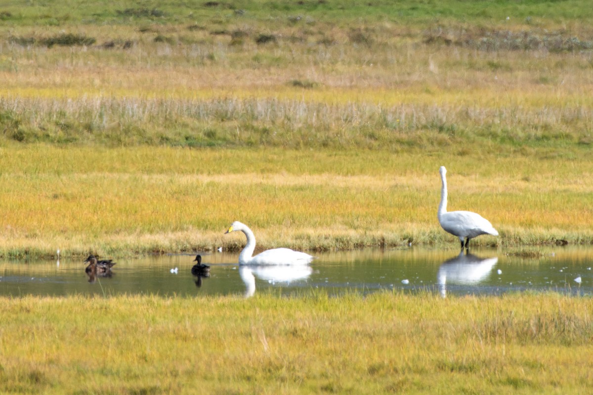 Cygne chanteur - ML642599995