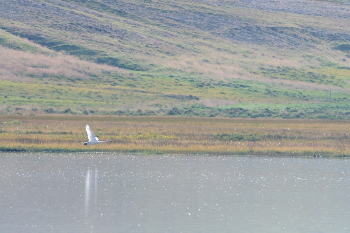 Cygne chanteur - ML642599996