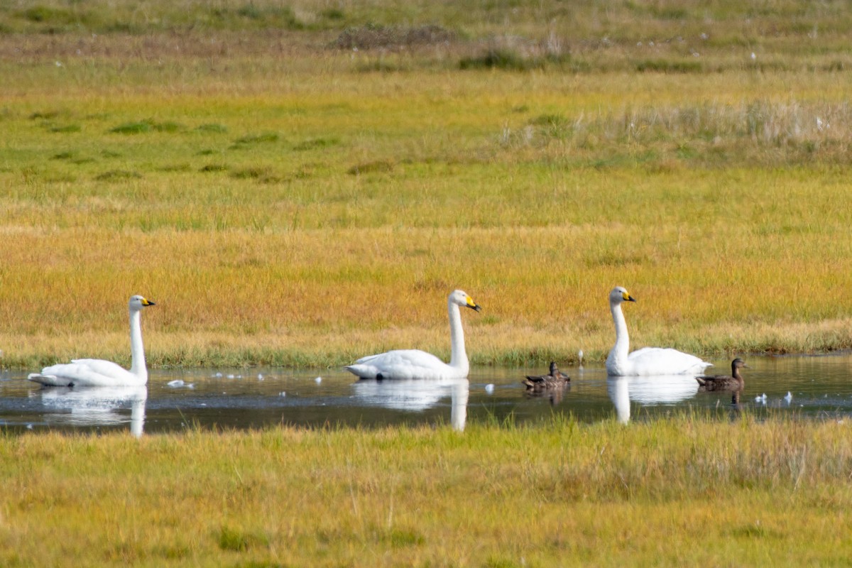 Cygne chanteur - ML642599998