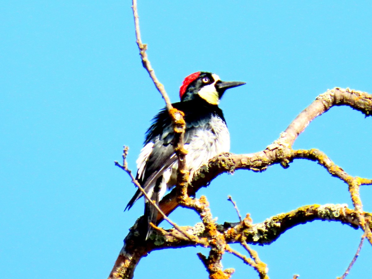 Acorn Woodpecker - ML642600004