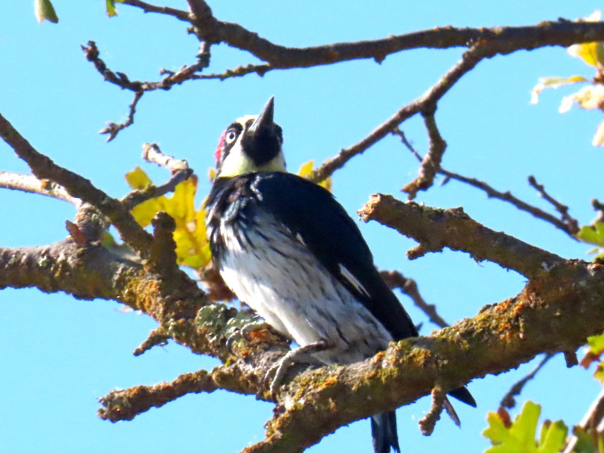 Acorn Woodpecker - ML642600005