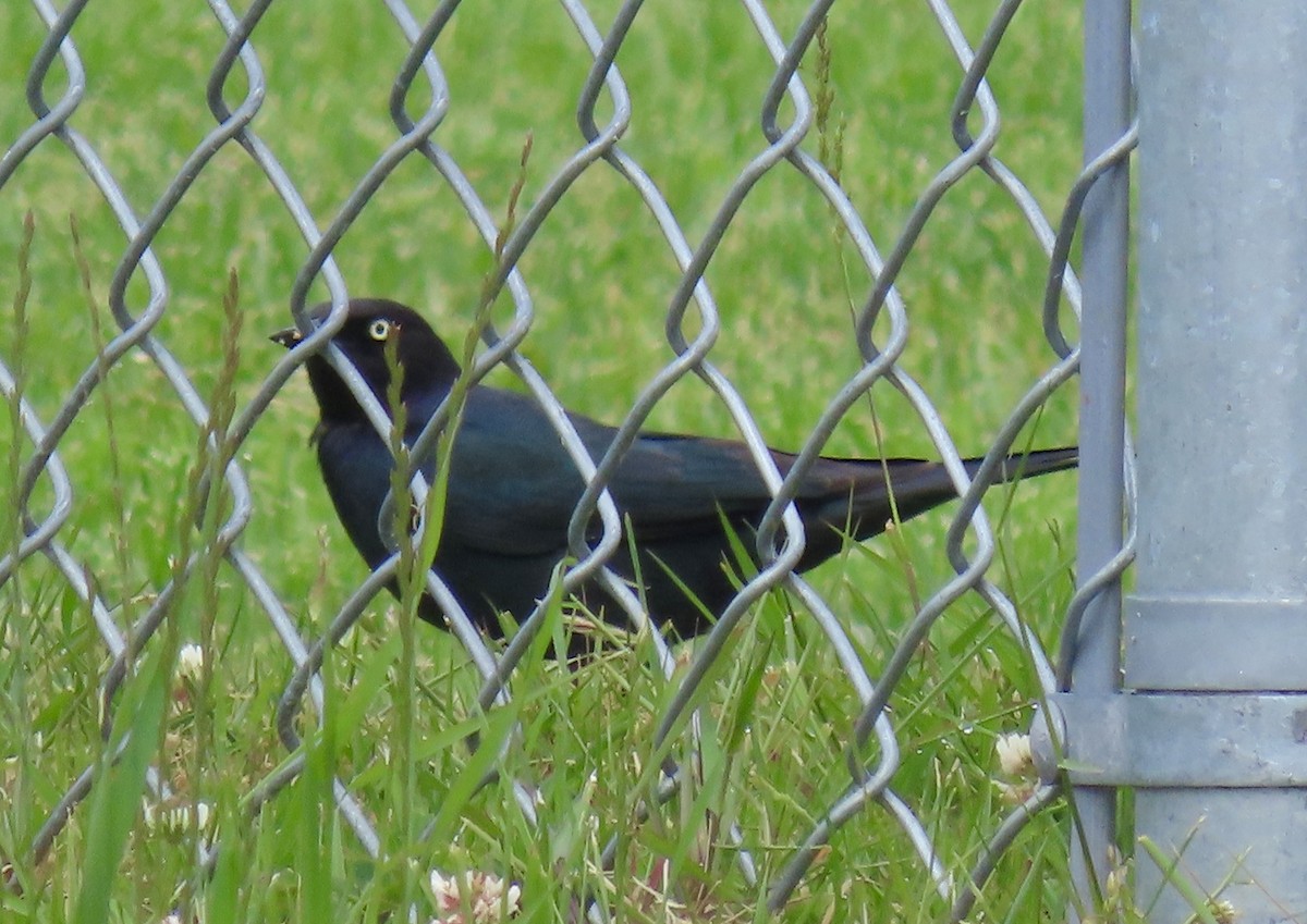 Brewer's Blackbird - ML642600020