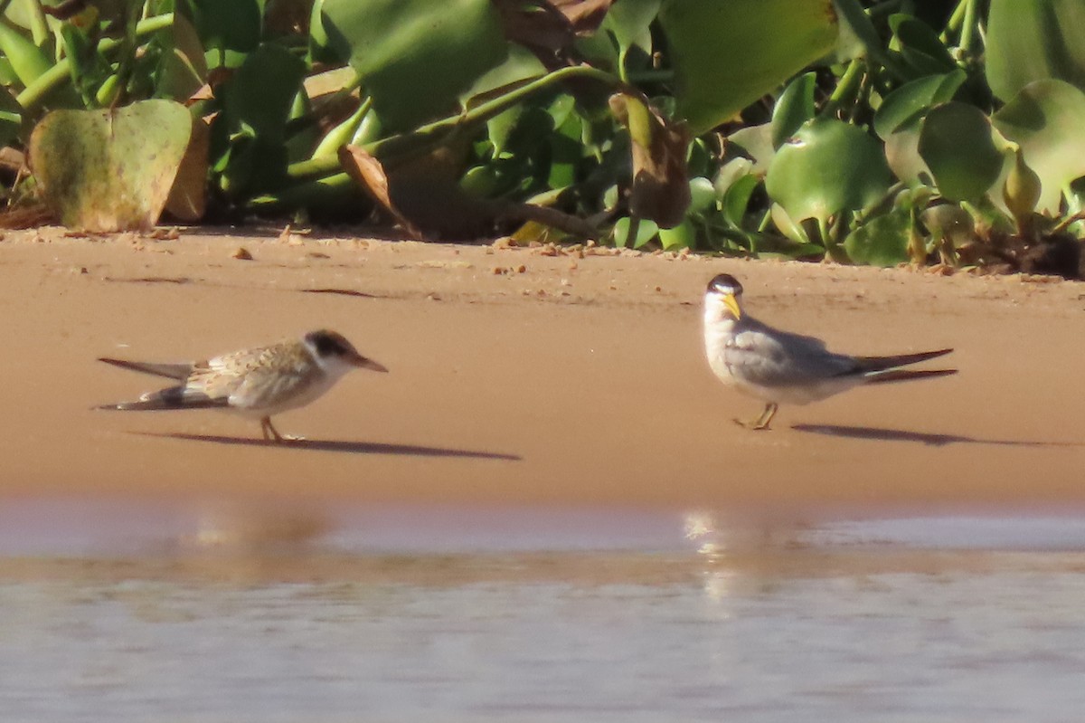 Yellow-billed Tern - ML642600025