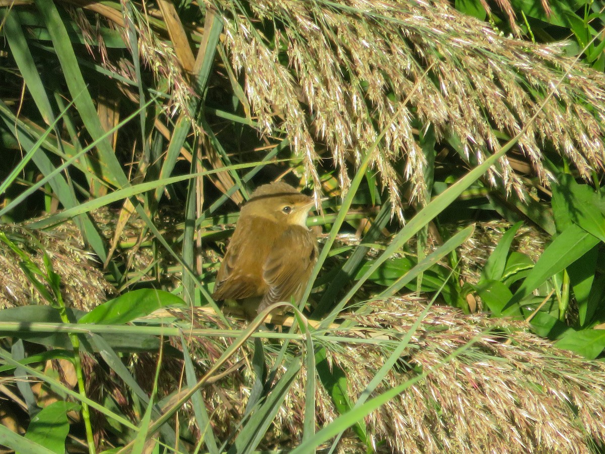 Common Reed Warbler - ML642600026