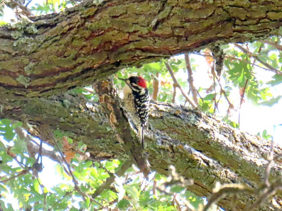Nuttall's Woodpecker - ML642600029
