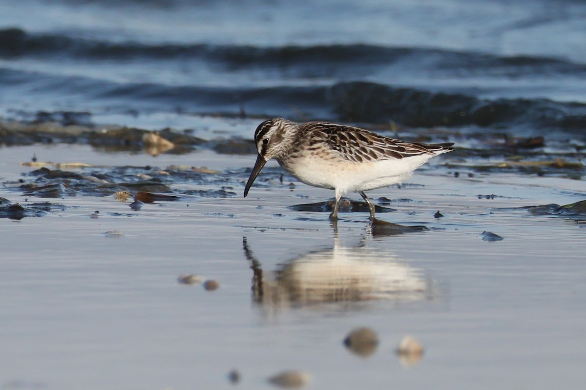 Broad-billed Sandpiper - ML642600031