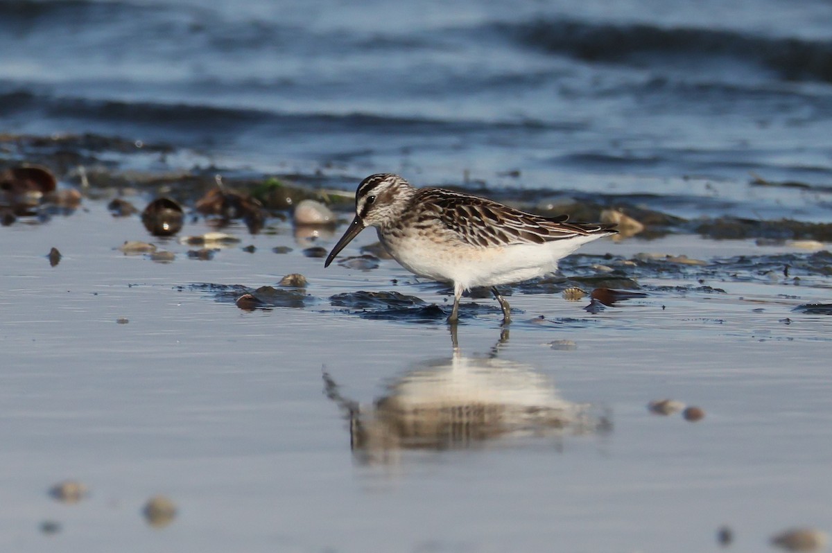 Broad-billed Sandpiper - ML642600032