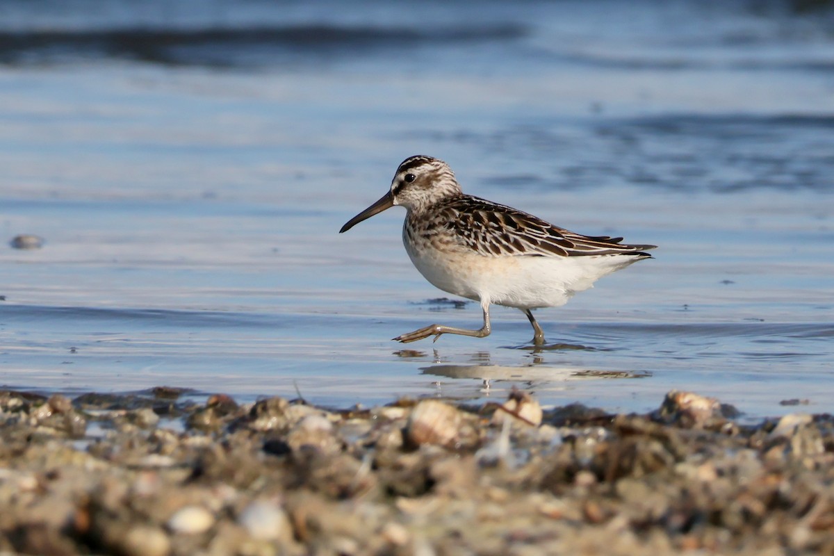 Broad-billed Sandpiper - ML642600033