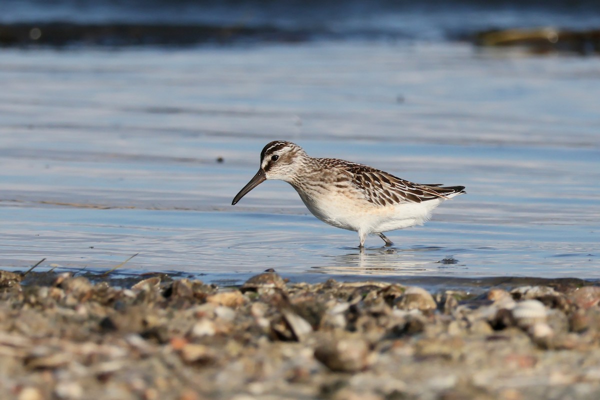 Broad-billed Sandpiper - ML642600034