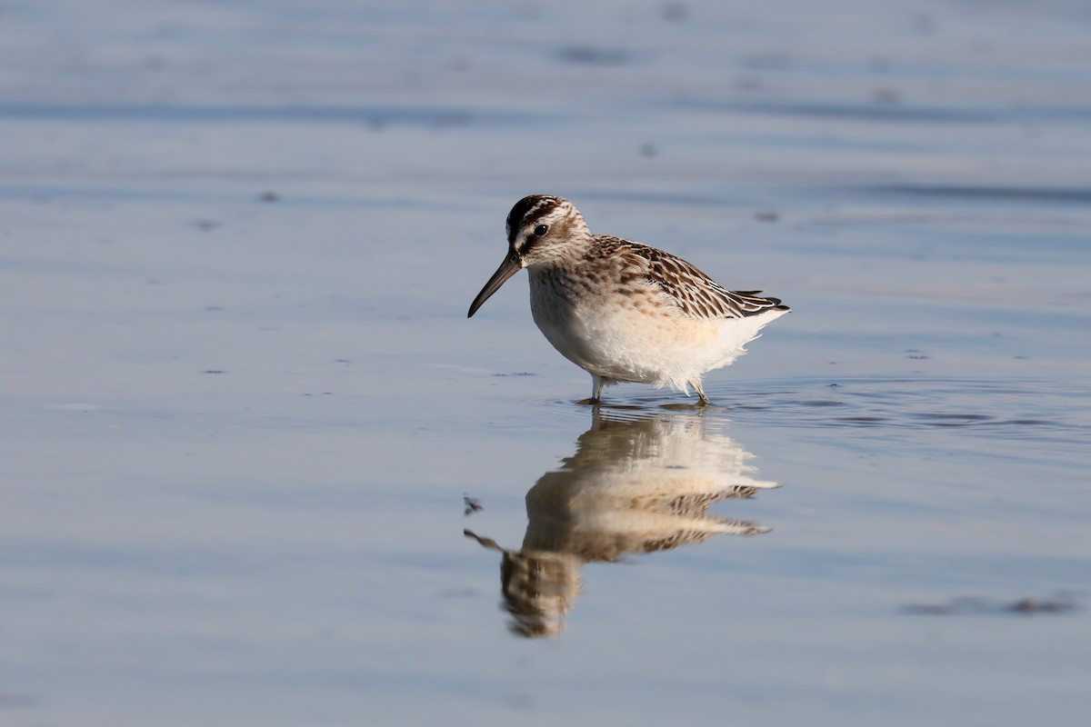 Broad-billed Sandpiper - ML642600035