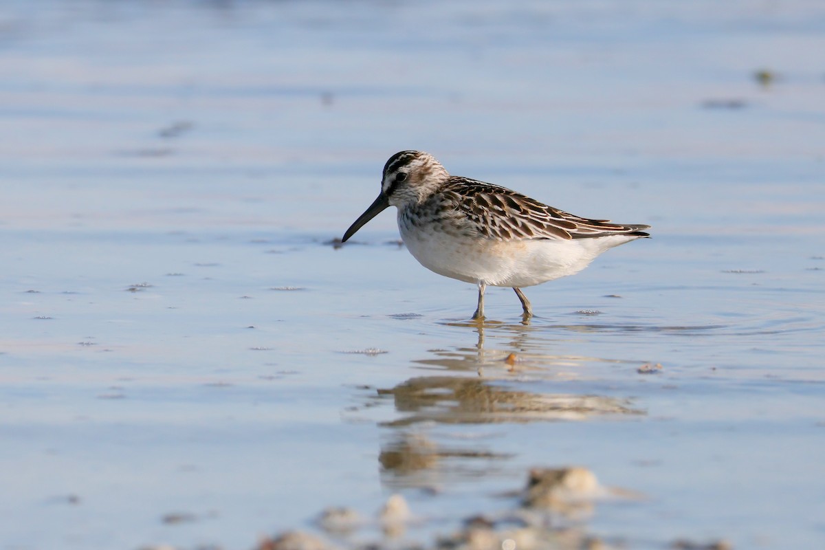 Broad-billed Sandpiper - ML642600036
