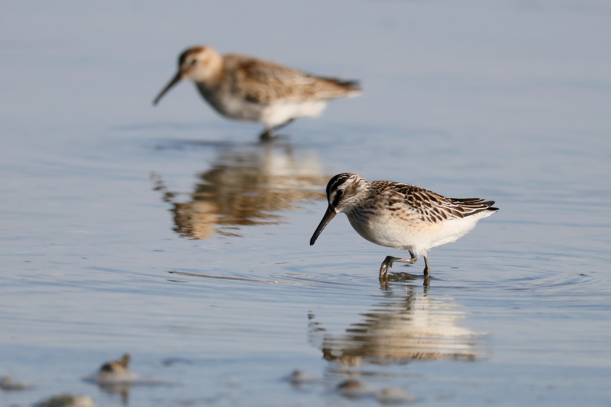 Broad-billed Sandpiper - ML642600037