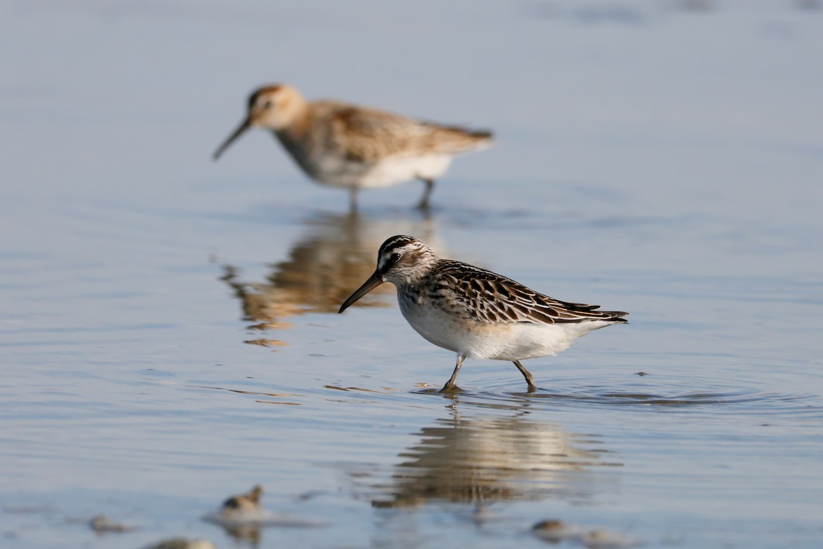 Broad-billed Sandpiper - ML642600038