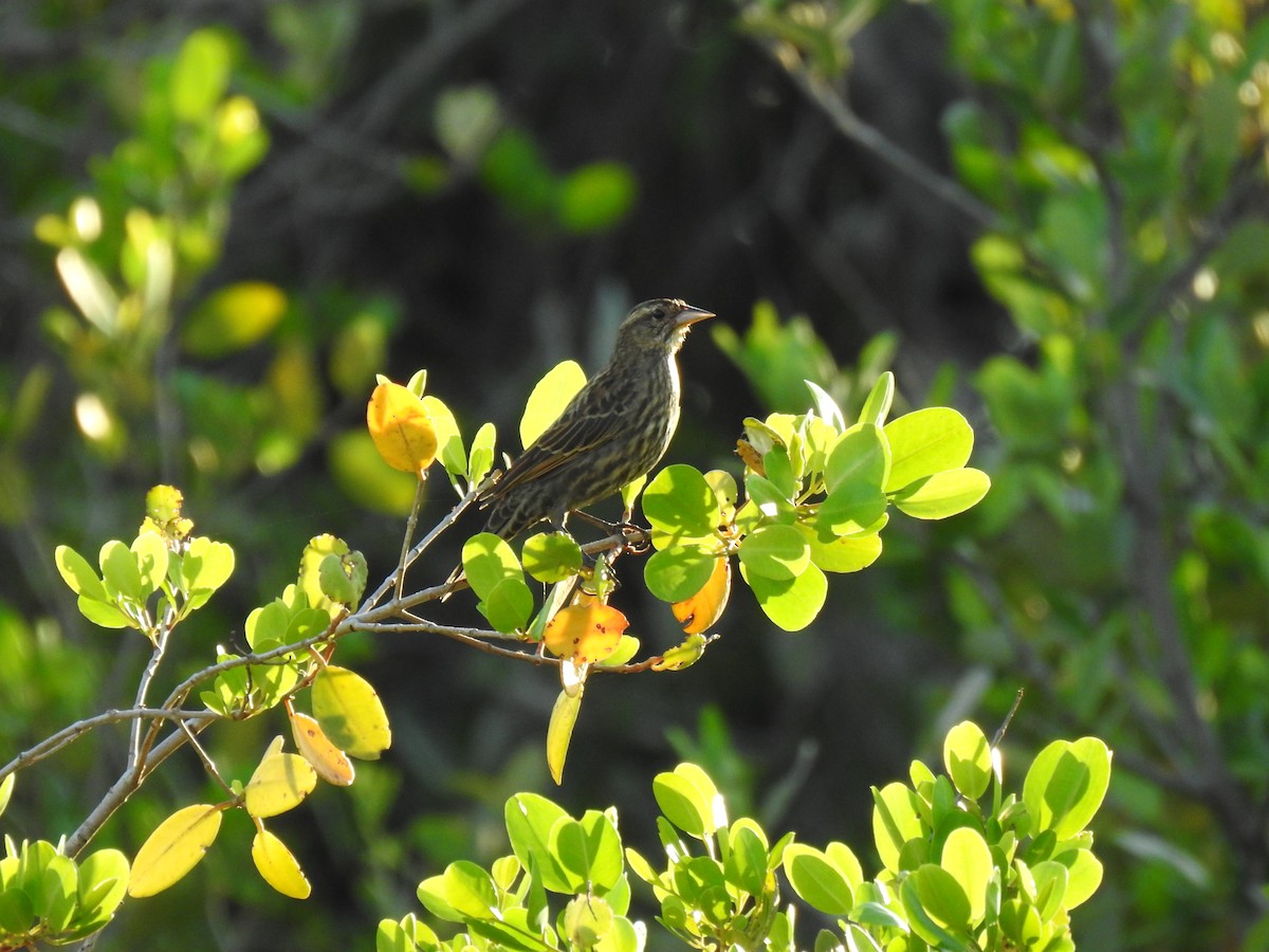 Red-winged Blackbird - ML642600048