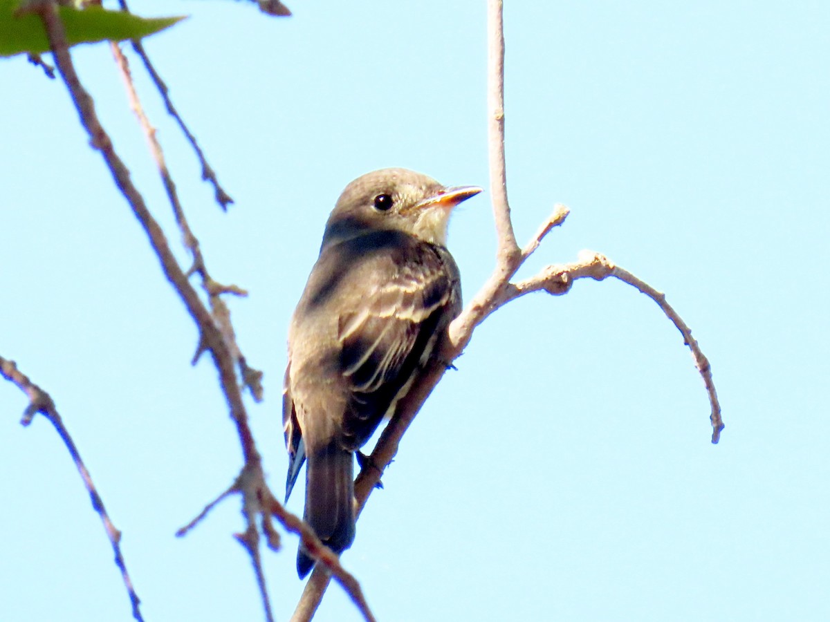 Western Wood-Pewee - ML642600057
