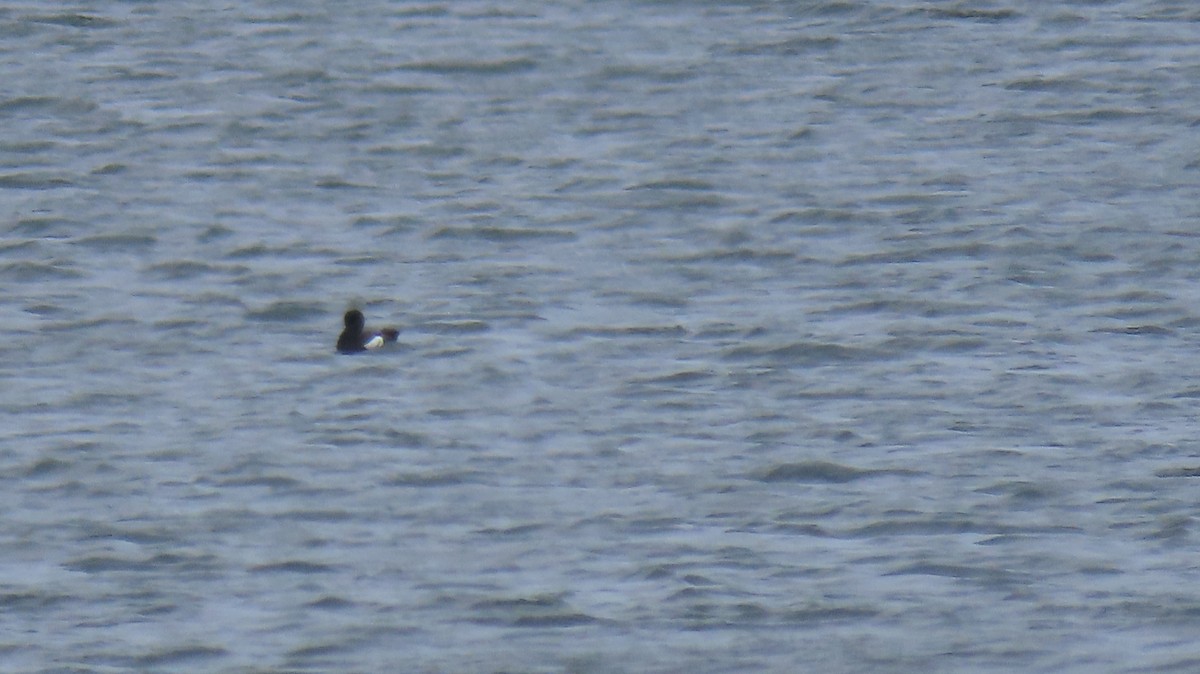 Pigeon Guillemot - ML642600067
