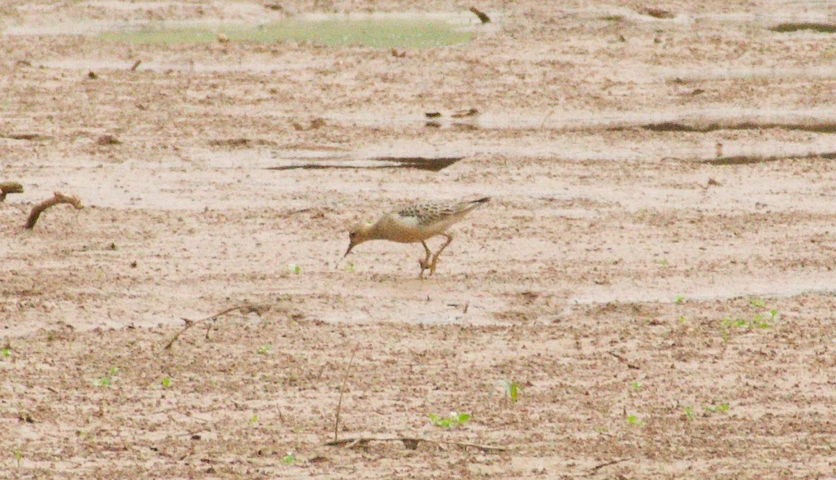 Buff-breasted Sandpiper - ML642600098