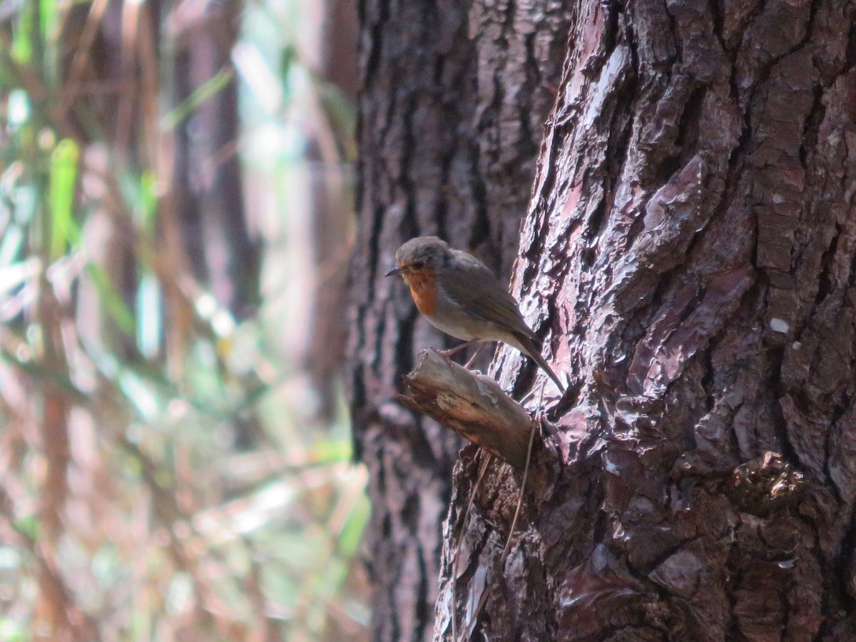 European Robin - ML642600110