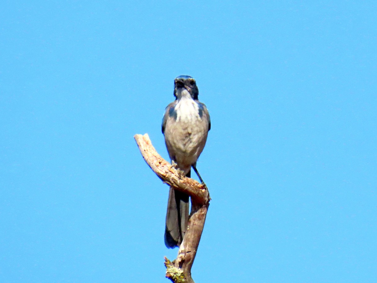 California Scrub-Jay - ML642600128