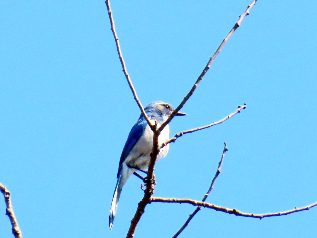 California Scrub-Jay - ML642600129