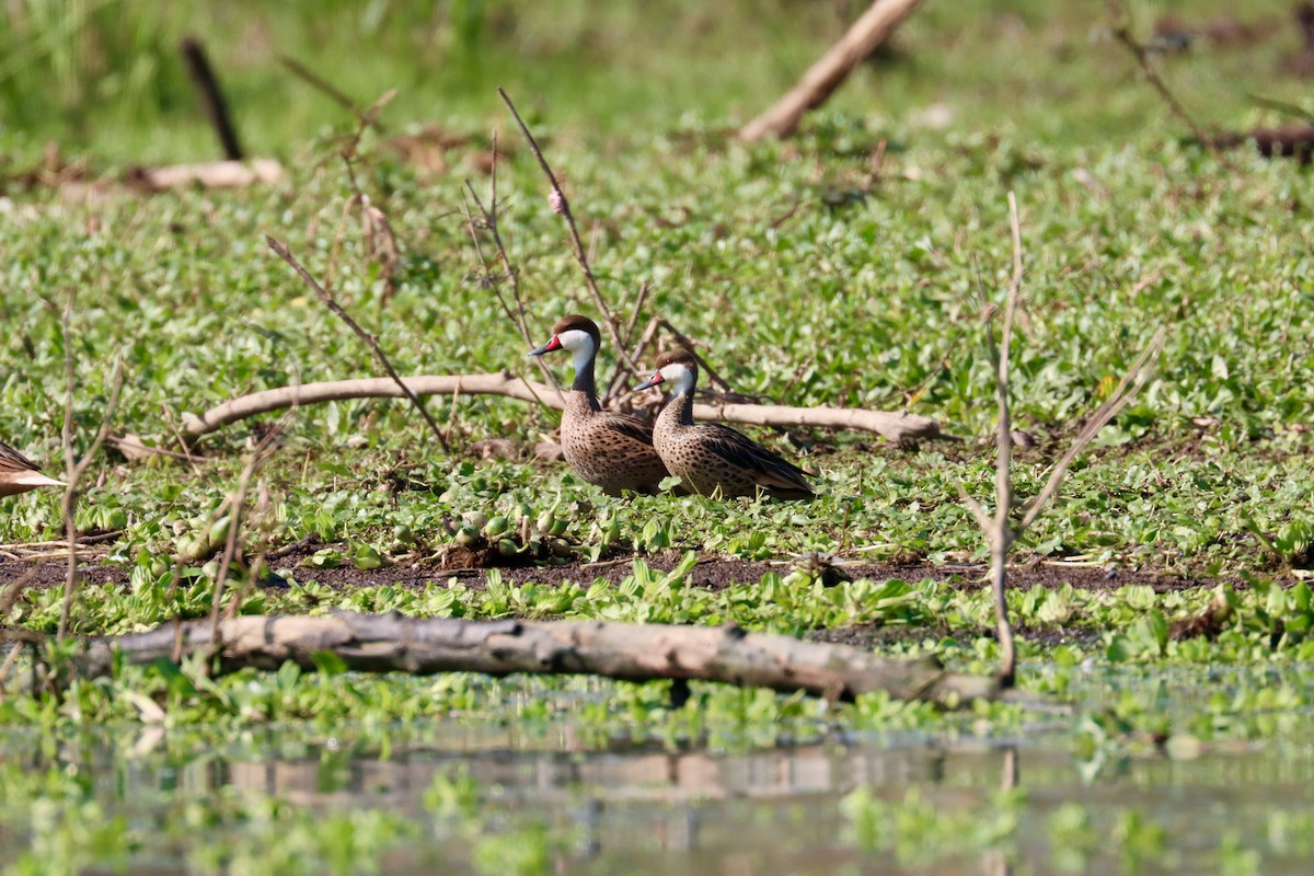 White-cheeked Pintail - ML642600132