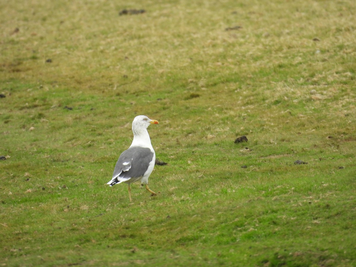 European Herring x Lesser Black-backed Gull (hybrid) - ML642600137