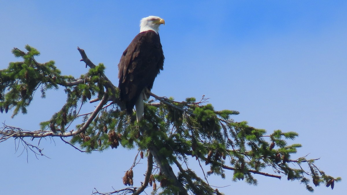 Bald Eagle - ML642600140