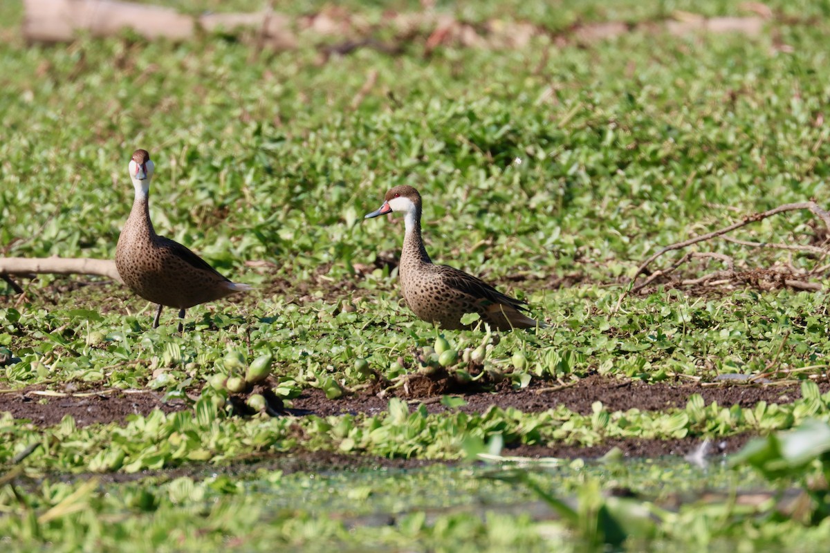 White-cheeked Pintail - ML642600151
