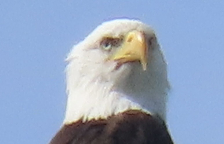 Bald Eagle - ML642600152